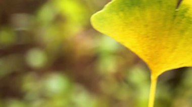 Sonbahar (yakın çekim) ginkgo biloba yaprak