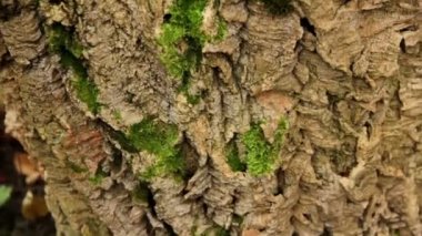 (yakın çekim ağaç kabuğu)