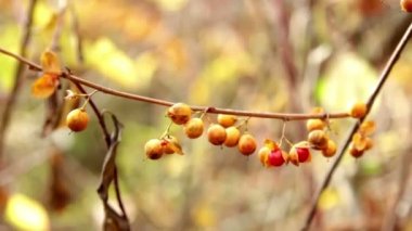 siyah meyveleri (yakın çekim ile bush)