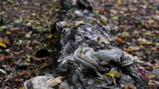 Un arbre tombé dans la forêt — Video