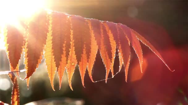 Solen skiner genom hösten lämnar — Stockvideo