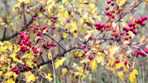 Bush met rode bessen (close-up) — Stockvideo