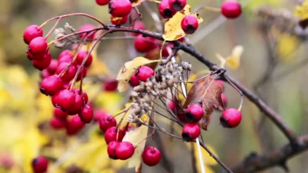 Bush aux baies rouges (gros plan) ) — Video