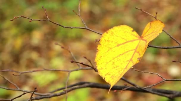 Autumn leaves (close-up) — Stock Video