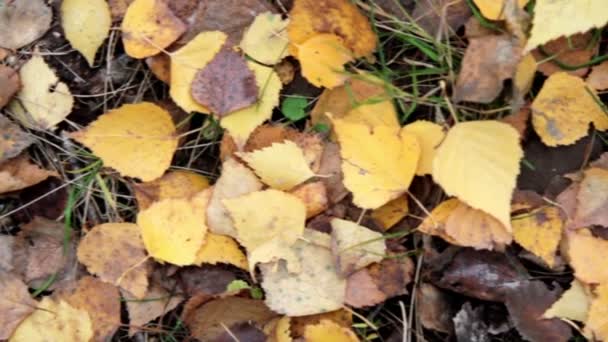 Herbstlaub auf dem Gras — Stockvideo