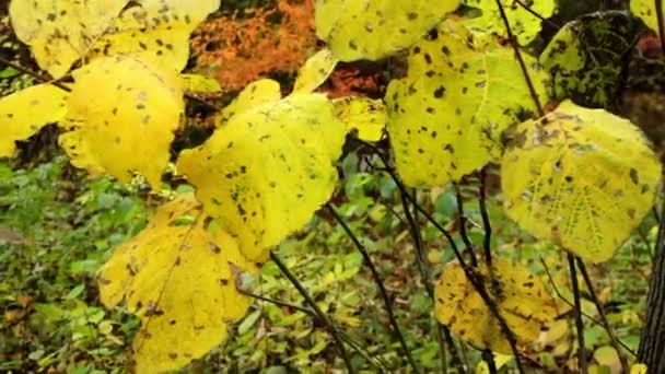 Feuilles d'automne (gros plan) ) — Video