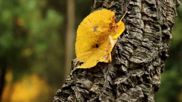 Hojas de otoño (primer plano) ) — Vídeo de stock