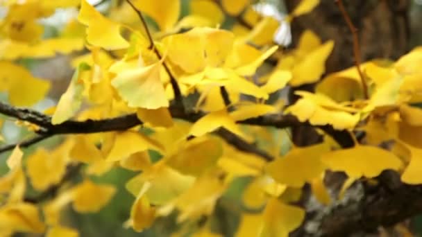 branche d'arbre de Ginkgo en automne 