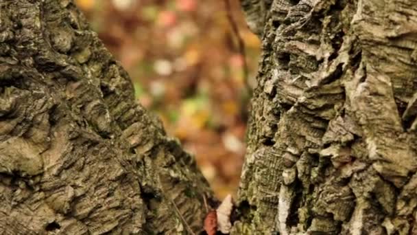 Bark of a tree (close-up) — Stock Video
