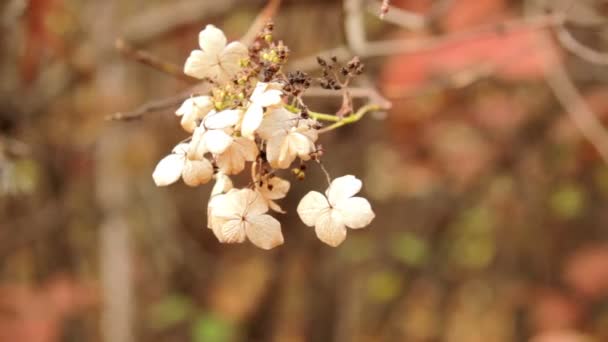 Höstens blommor — Stockvideo