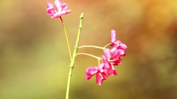 Flores de outono — Vídeo de Stock