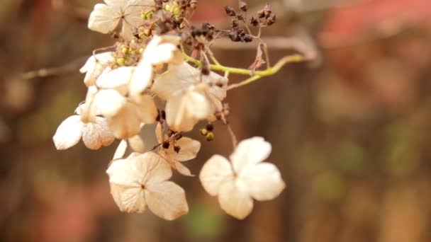 Autumn flowers — Stock Video