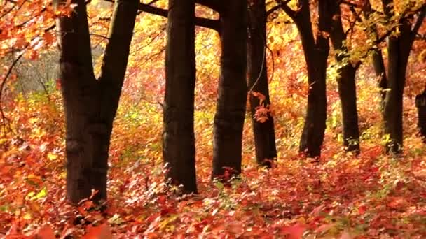 Paesaggio d'autunno — Video Stock