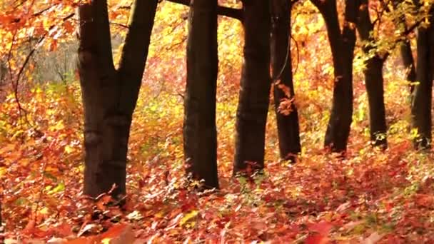 Herbstliche Landschaft — Stockvideo