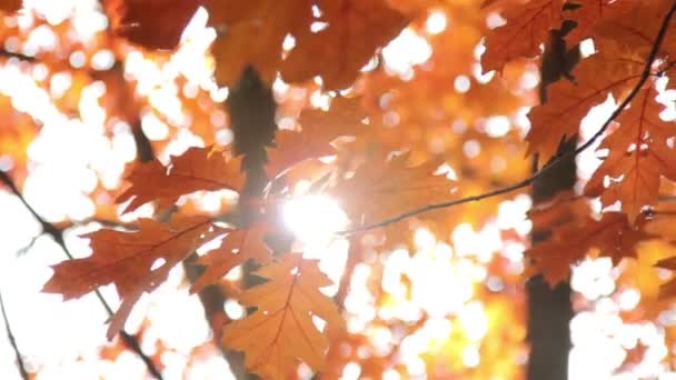 Soleil brille à travers les feuilles d'automne 