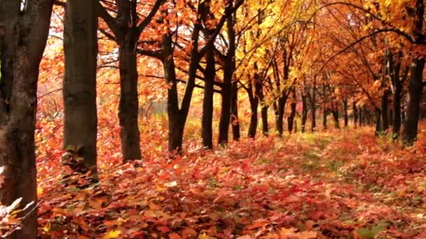 Herbstliche Landschaft — Stockvideo