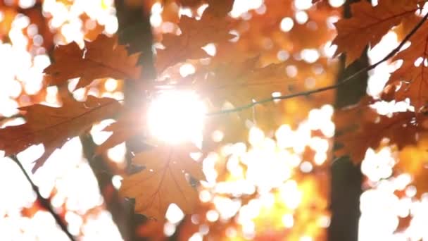 Zon schijnt door de herfst bladeren — Stockvideo