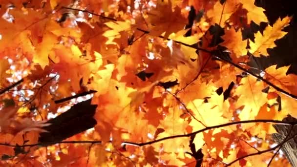 Sonne scheint durch die Herbstblätter — Stockvideo