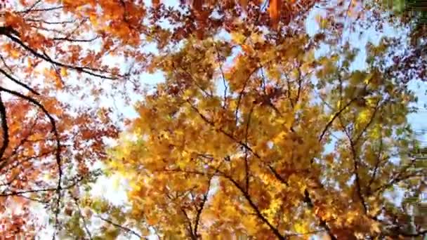 Небо, верхушки деревьев осенью (в движении) ) — стоковое видео