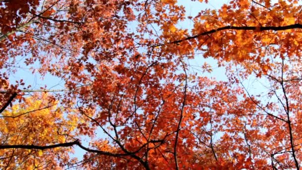 Sky door de toppen van herfst bomen — Stockvideo