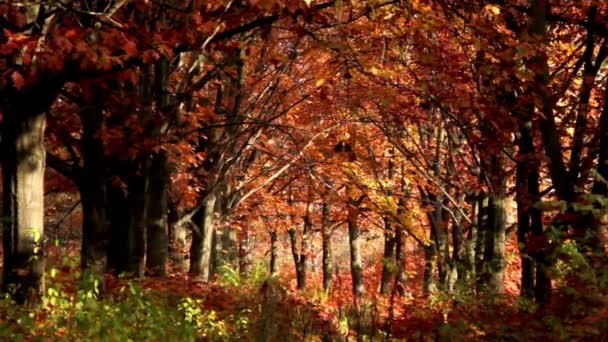 가을 풍경 — 비디오