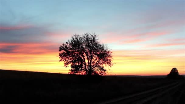 Dawn landskap med träd, soluppgång bakom trädet — Stockvideo