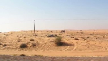 Develer çöl, çöl dromedary