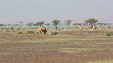 Develer çöl, çöl dromedary