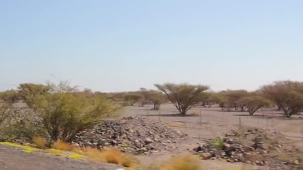 Pouštní landscape(move), stromy v poušti (přesunout) — Stock video
