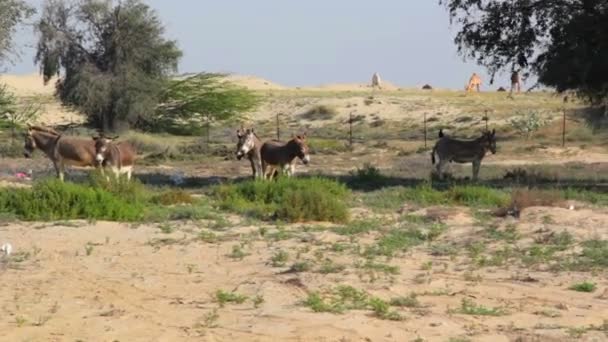 Burros selvagens no deserto — Vídeo de Stock