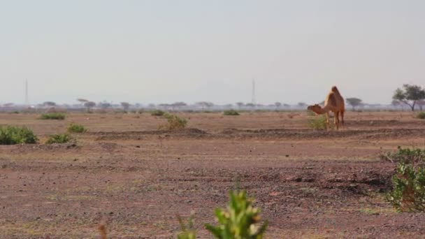 Camellos en el desierto, dromedario en el desierto — Vídeo de stock