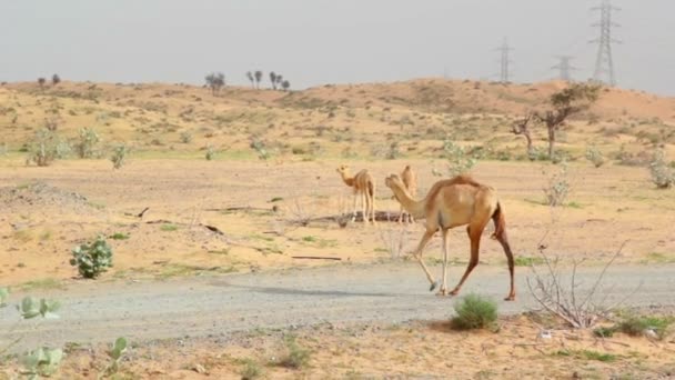 Camellos en el desierto, dromedario en el desierto — Vídeo de stock