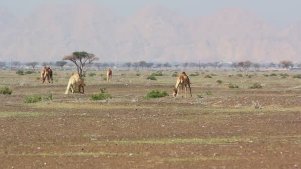 Верблюды в пустыне, дромадеры в пустыне — стоковое видео