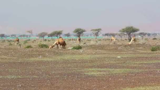 Chameaux dans le désert, dromadaire dans le désert 