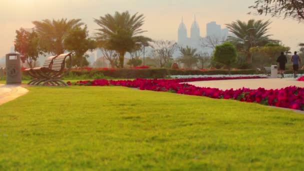 Дубай. ОАЭ. Золотой тюльпан-аль-Барша в феврале 2014.Al Barsha Pond Park . — стоковое видео