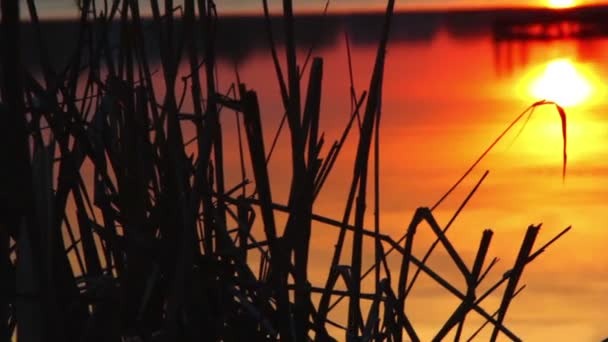 Coucher de soleil à travers les roseaux, coucher de soleil sur le lac, coucher de soleil sur la rivière — Video