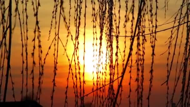 Solnedgången genom vassen, solnedgång över sjön, solnedgång över floden — Stockvideo