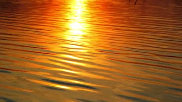Ηλιοβασίλεμα μέσα από τις καλαμιές, ηλιοβασίλεμα πέρα από τη λίμνη, το ηλιοβασίλεμα πάνω από τον ποταμό — Αρχείο Βίντεο