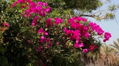 park, çiçekler, çalılar ve ağaçlar Park tesisleri