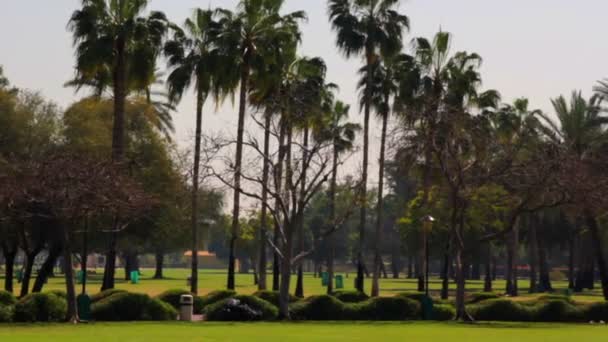 Plantas en el Parque, flores, arbustos y árboles en el parque — Vídeo de stock