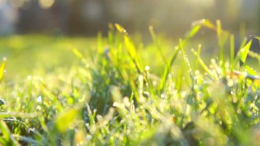 Bahar frost, hoarfrost Bahar, bitkilerin ilkbaharda Don ile kaplı