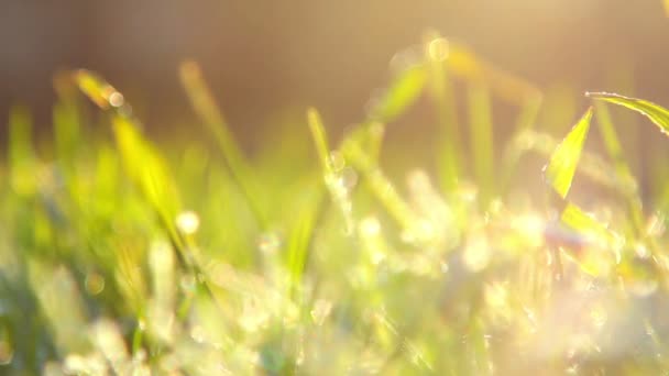 Frost primavera, hoarfrost primavera, plantas cobertas com geada na primavera — Vídeo de Stock