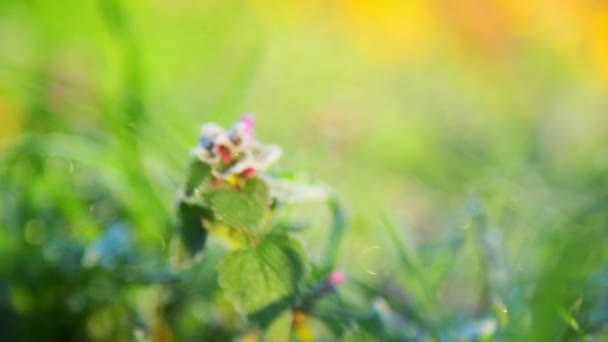 Spring frost,hoarfrost spring,plants covered with frost in spring — Stock Video