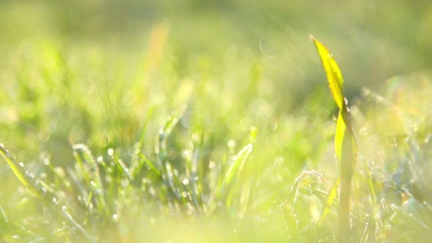 Gel printanier, gelée blanche printemps, plantes couvertes de gel au printemps — Video