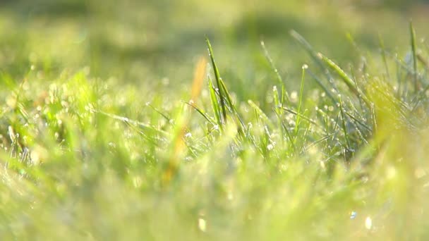 Escarcha de primavera, escarcha de primavera, plantas cubiertas de escarcha en primavera — Vídeo de stock