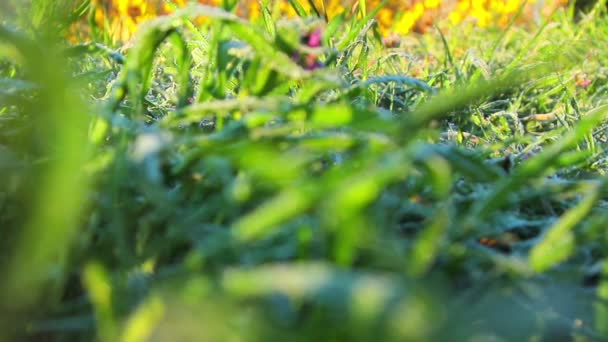 Gel printanier, gelée blanche printemps, plantes couvertes de gel au printemps — Video