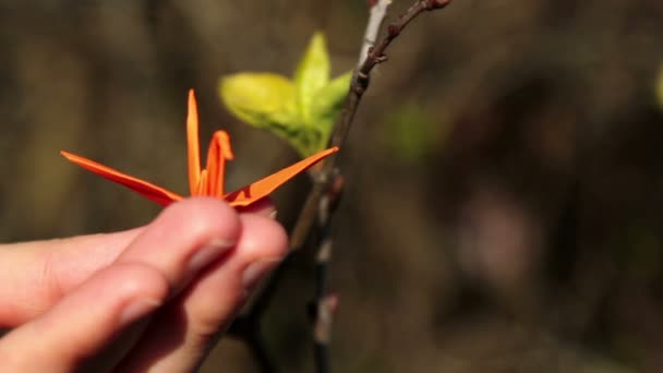 Origami, origami sanatı — Stok video