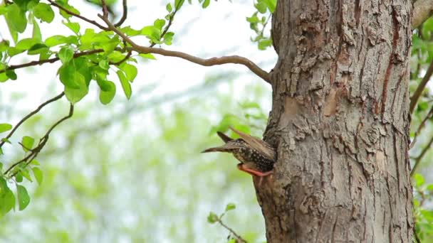 Starling yakınındaki boş, sığırcık kuşu evinin dışında — Stok video