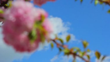 Bahar, Bahar kiraz çiçeği sakura çiçekleri sapı