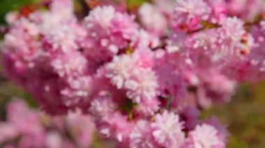 Bahar, Bahar kiraz çiçeği sakura çiçekleri sapı